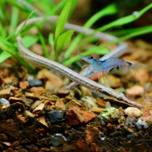 Doryichthys martensii - Martens Süßwassernadel 12-15 cm